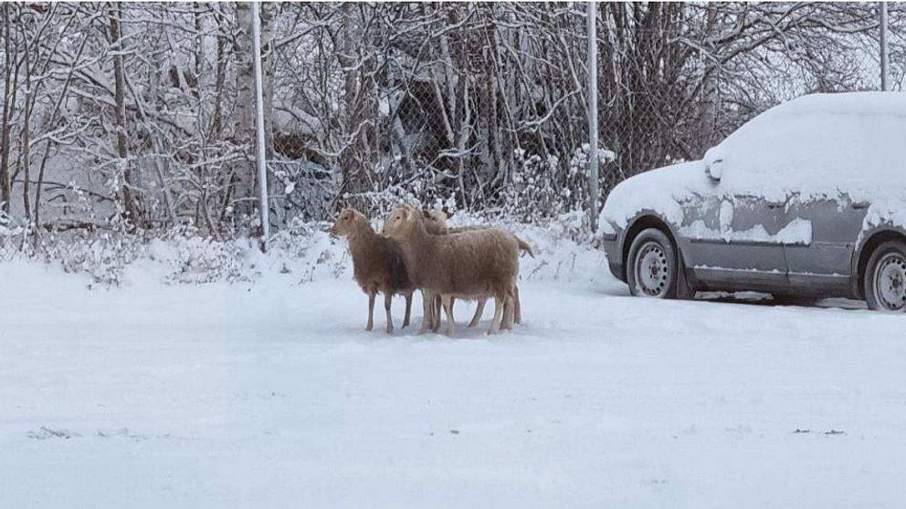 Lamm på en snöig parkering