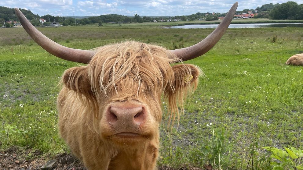 en Highland Cattle-ko, naturreservat Välen