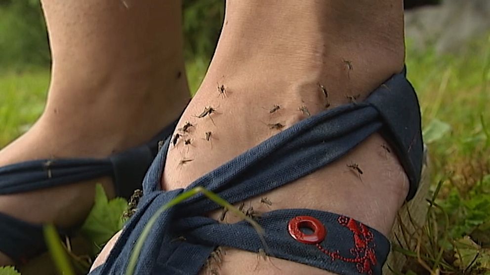 När vet vi om det blir en myggsommar? Myggforskaren reder ut