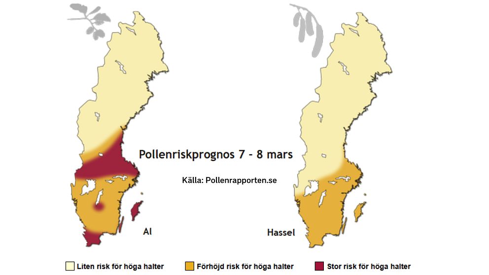 Delad bild. Vänster: Al-pollenrisk i Sverige, hög i mellansverige och södra Sverige. Höger: Hassel-pollenrisk, hög i sydväst.