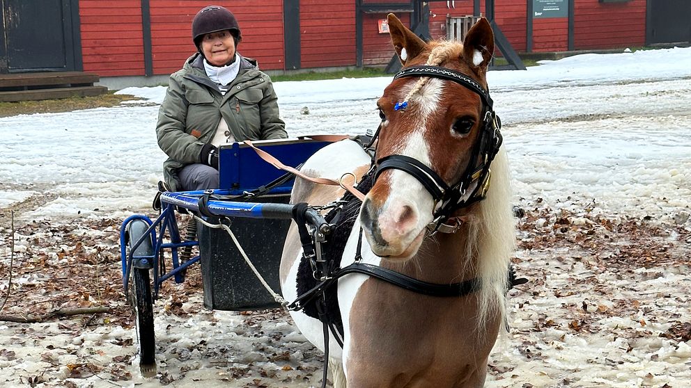 Vivan och ponnyn Rolle ute och kör häst och vagn runt Sidsjön i Sundsvall.
