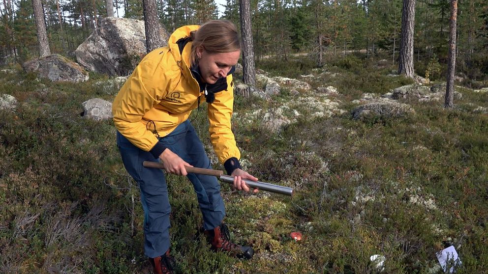 Forskaren Line Djupström med ett ett av sina arbetsredskap