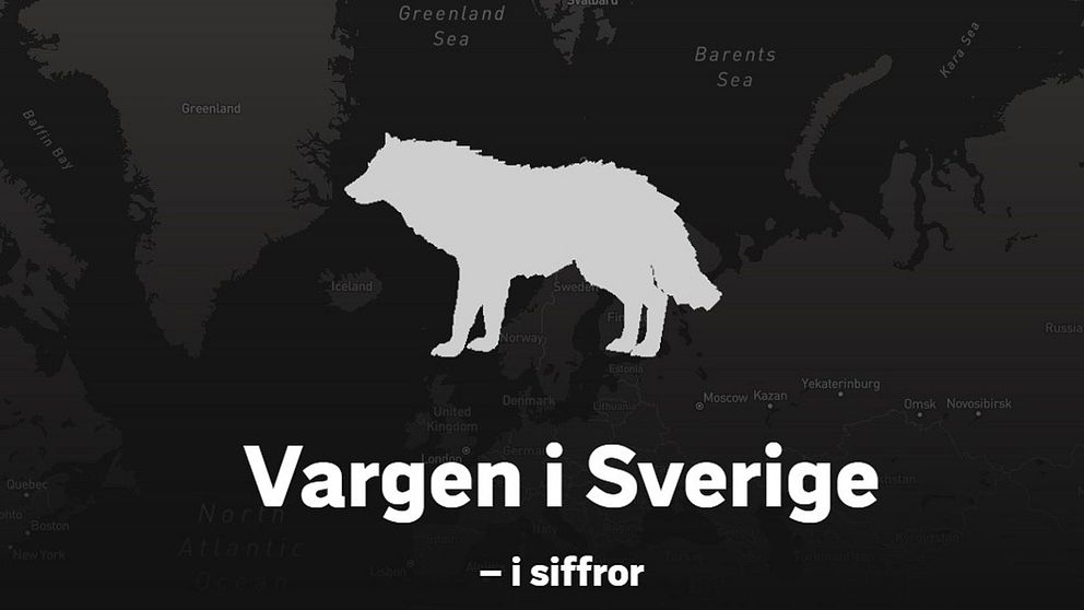 Vit animerad varg med svart bakgrund. Texten: ”Vargen i Sverige – i siffror”