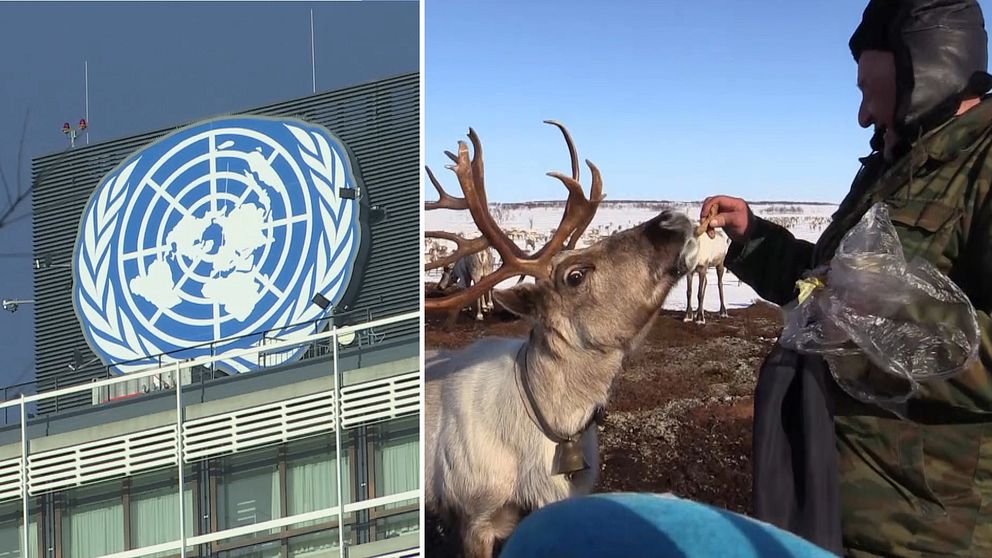 Tvådelad bild. Till vänster: FN:s logotyp på byggnad. Till höger: Person matar en ren.
