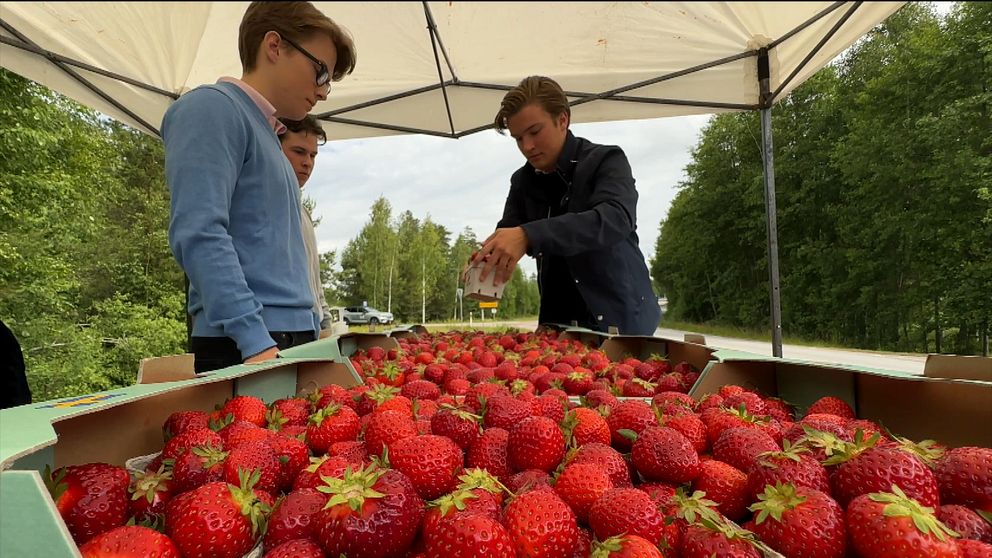Tre pojkar säljer jordgubbar i ett stånd intill landsvägen i Käxsundet, Storfors.