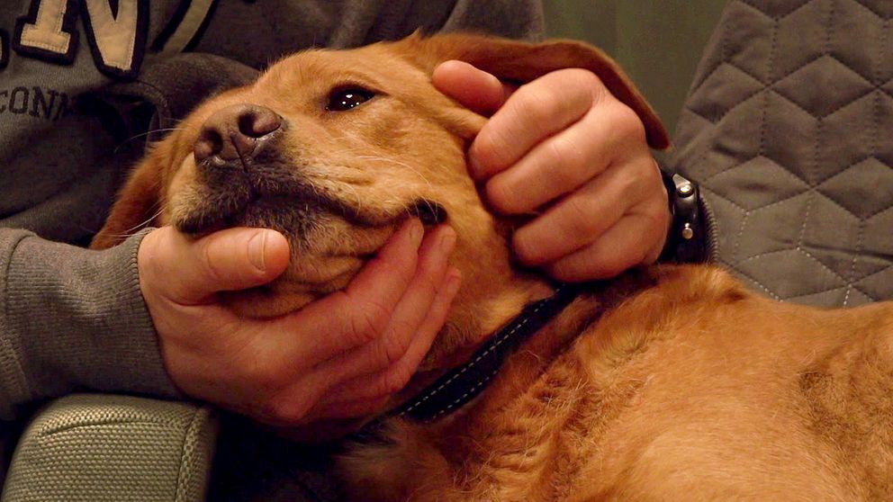 En person klappar en avslappnad hund som vilar på soffan.