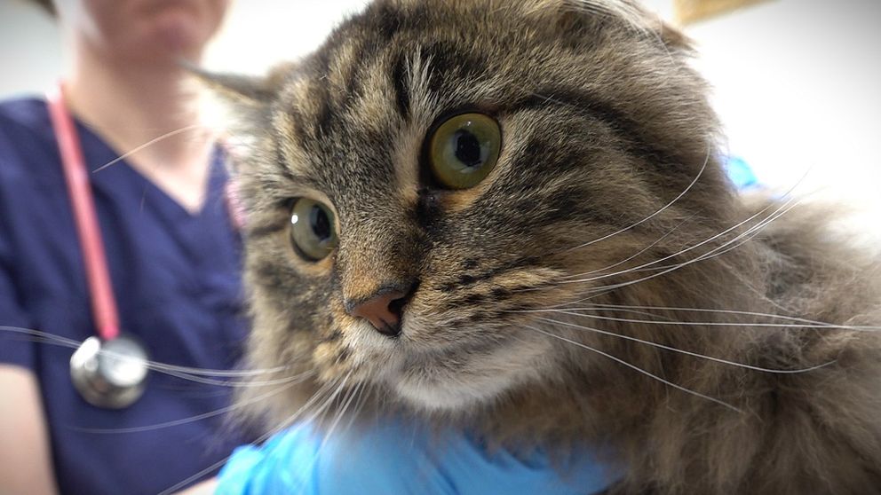 Många katter har drabbats av salmonella i år. På bilden syns en melerad katt i närbild med veterinären i bakgrunden.