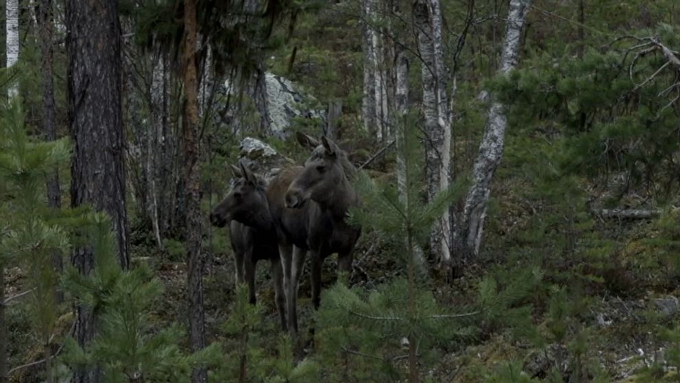 Två älgar står bland träd i en tät skog.