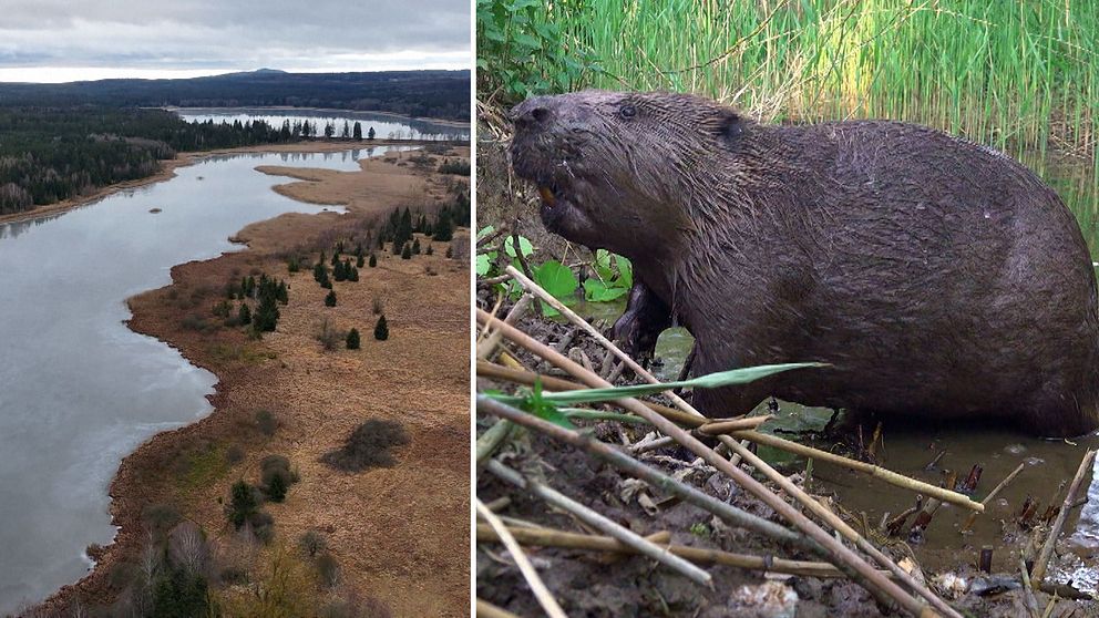 Delad bild: Till vänster en flygbild av en vidsträckt flod med omgivande vegetation och skog i bakgrunden under en mulen himmel. Till höger en närbild av en bäver i en naturskogsmiljö, omgiven av vass och vatten.