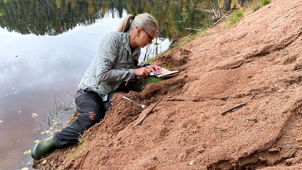 Maturvetare Marianne Pasanen-Mortensen letar efter ägg från sandödla.