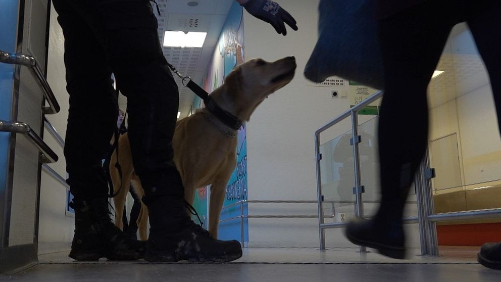 Tulltjänsteman med hund söker igenom passagerare på Västerås flygplats.