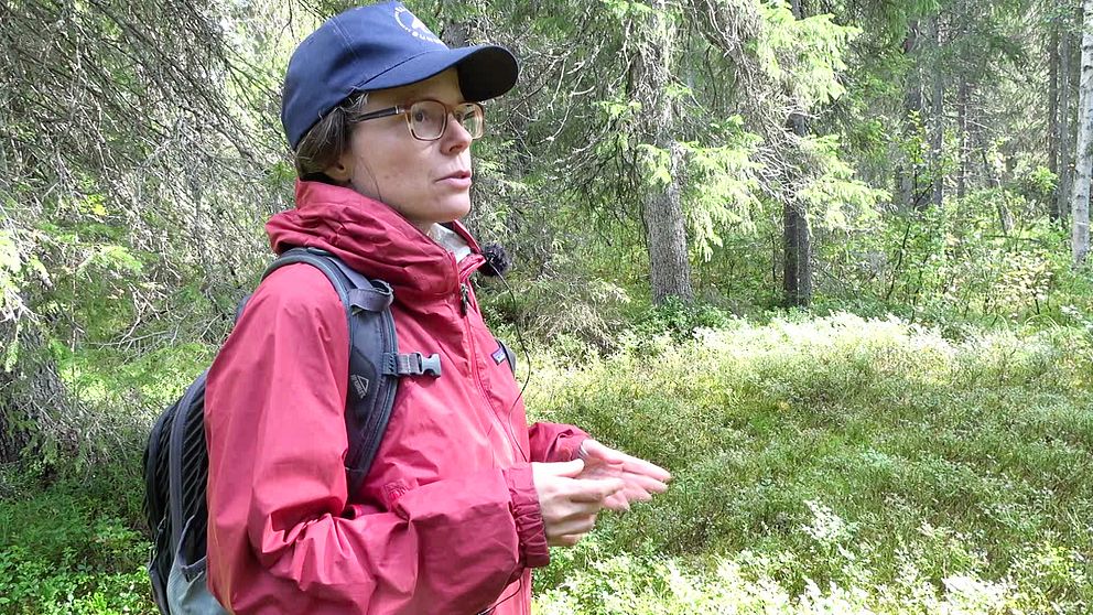 Marie Persson, aktiv i Övertorneås skogsgrupp samt ordförande i Naturskyddsföreningen Norrbotten.