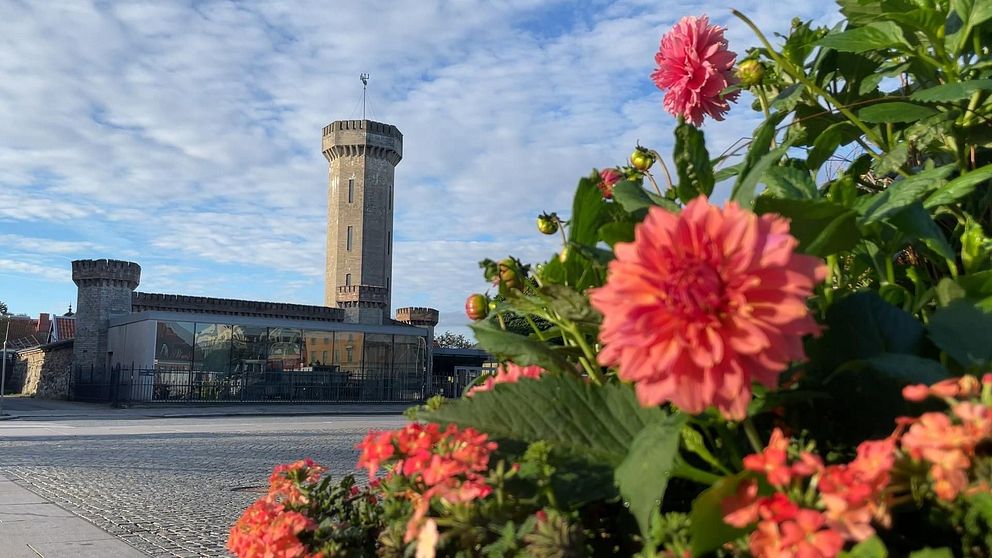 vattenborgen och dahlior