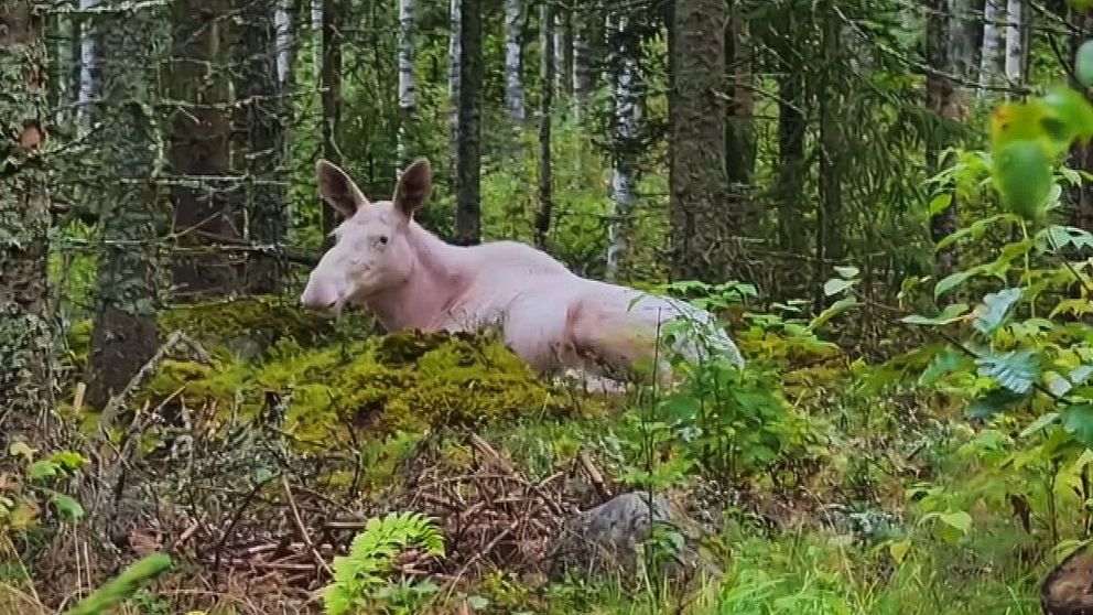 En vit älg ligger ned på en grönskande skogsmark omgiven av träd och buskar. Marken är täckt av mossa och några stenar syns i bakgrunden.