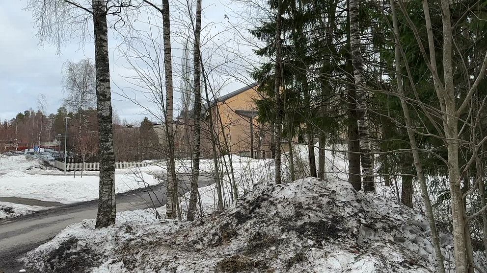 Träd och snöhög vid en gång- och cykelväg på Ersboda i Umeå.