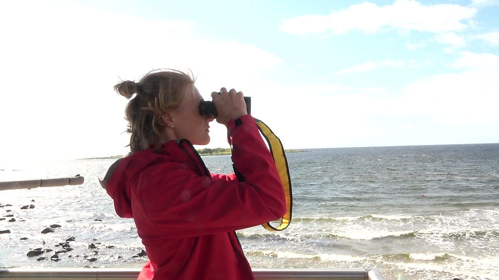 Livräddare i Tylösand tittar ut över havet med kikare