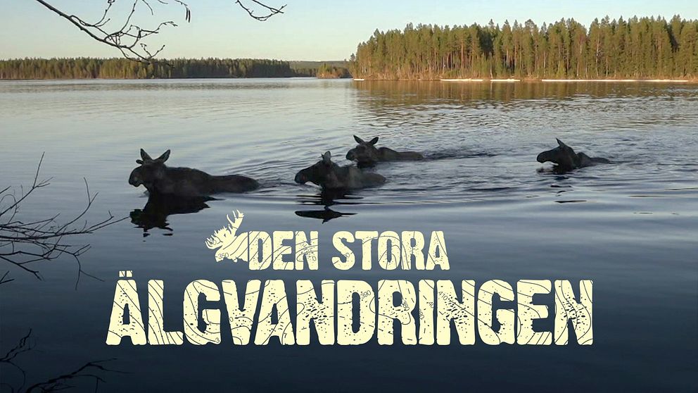 Fyra älgar simmar i en sjö,  texten ”Den stora älgvandringen”.