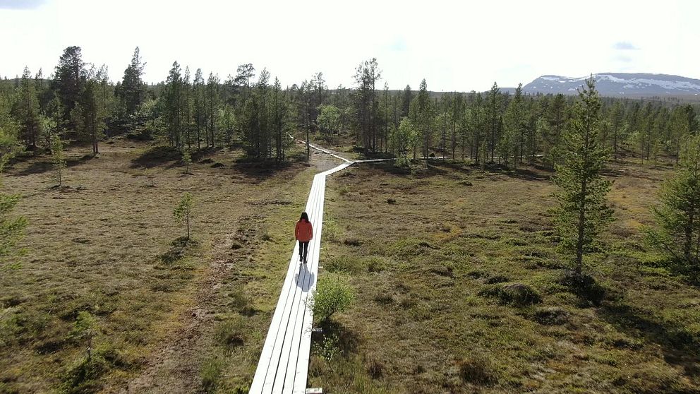 Fjällvandring. En person i orange jacka går på en spång över en myr i fjällvärlden