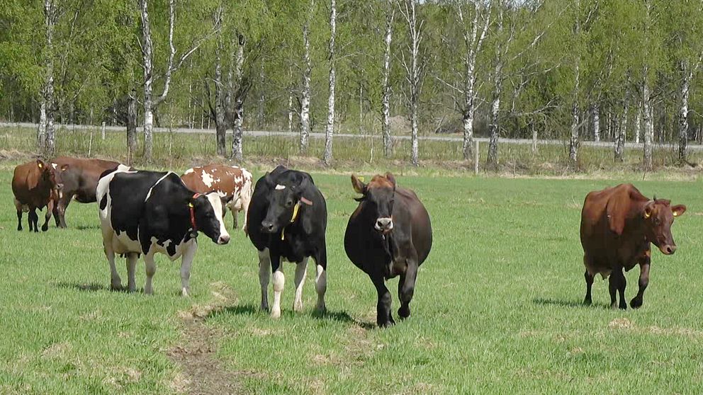 Flera kor på grönbete springer i riktning mot fotografen.