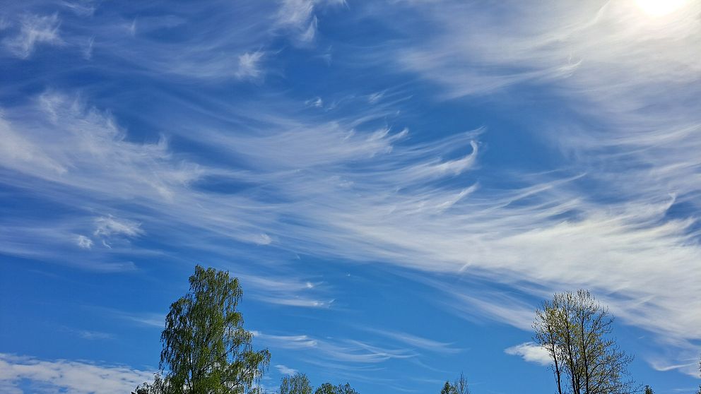 Lätta, vita fjädermoln mot en blå vårhimmel.