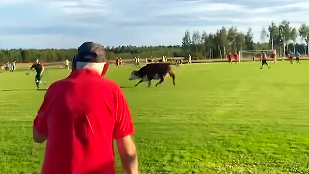 En ko stormar fotbollsmatchen i Ersnäs och en spelare flyr undan.