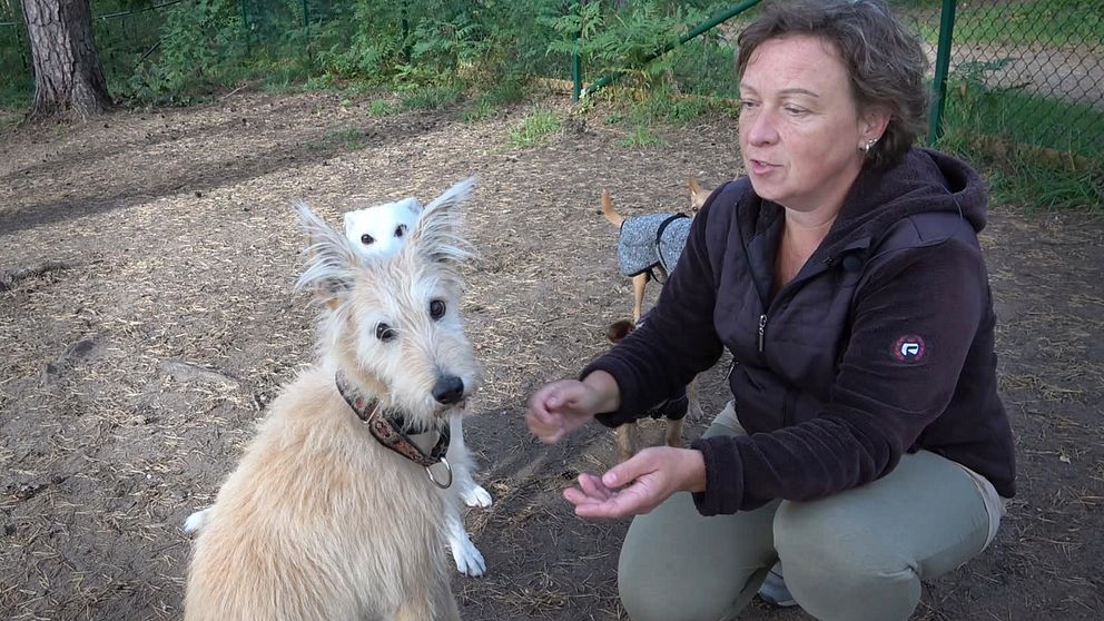 Hundägare sitter på knä med sina hundar