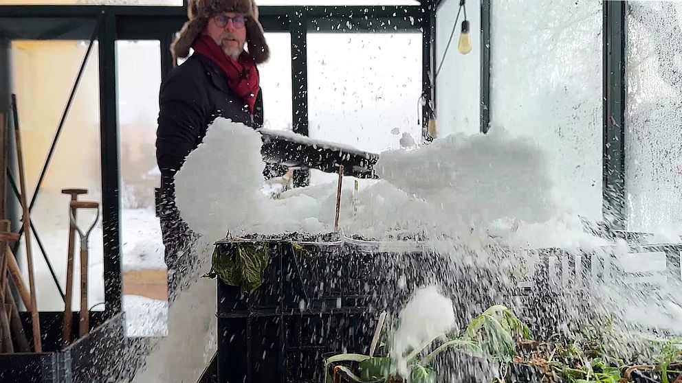 En person i en växthusmiljö sprutar snö från en skyffel över odlingarna. Snön flyger i luften och täcker växterna medan omgivningen är vit av snö. I bakgrunden syns trädgårdsverktyg och snöigt landskap utanför fönstret.