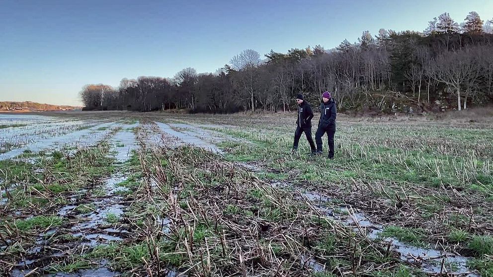 Två personer går genom en fält med blöta marker i Tanumshede, omgivna av träd i bakgrunden, under en klar himmel.