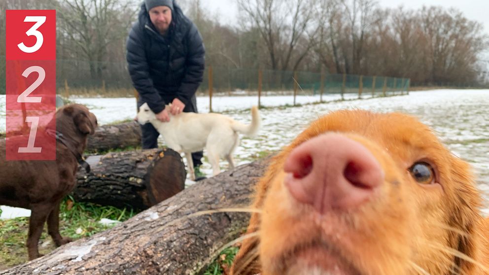 En rödbrun hund i förgrunden, hundkännaren syns i bakgrunden.