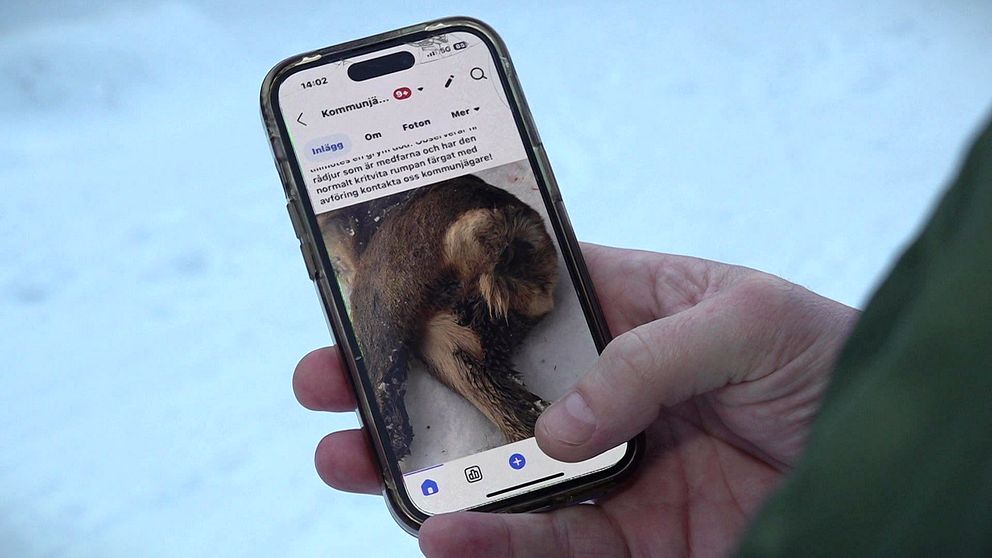 Hand håller en mobiltelefon med bild av ett sjukt rådjur på skärmen. Snöig bakgrund.
