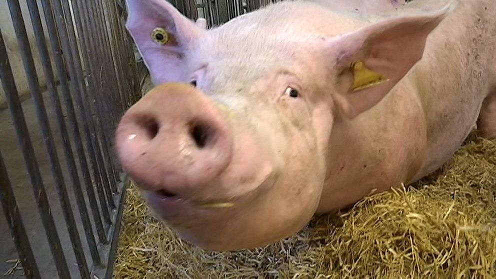 Närbild på gris som står i spilta med halm.
