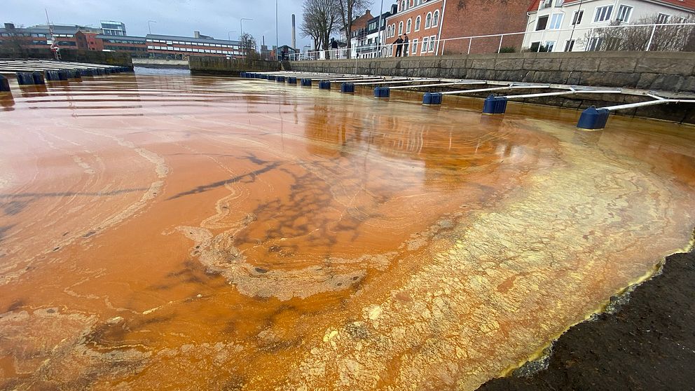 Ett okänt utsläpp av vegetabilisk olja har färgat vattnet gult i Karlshamn.
