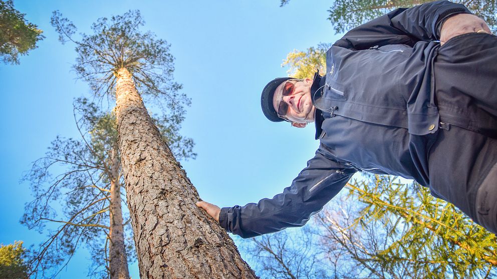 Man står i skog och lutar sig mot en tall med gles och torr krona, sedd från låg vinkel mot klarblå himmel.