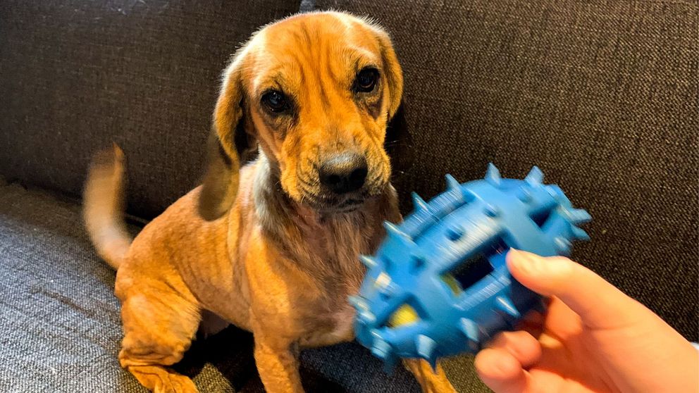 Hund får en leksak