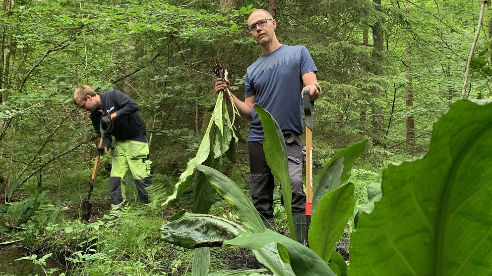 Naturvårdshandläggaren Christian Harlos på Länsstyrelsen i Halland bekämpar gula skunkkallor.