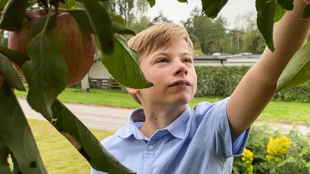 En pojke som står vid ett äppelträd och sträcker sig efter ett äpple.