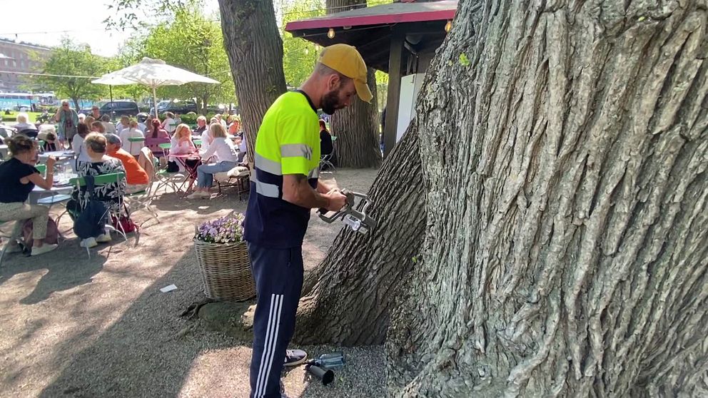 Person använder verktyg för att vaccinera almar i Kungsträdgården mot almsjuka