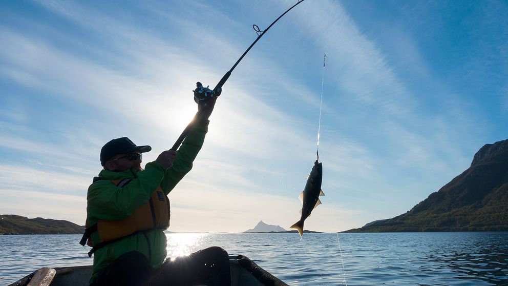 Man som har fångat en fisk med ett kastspö i motljus