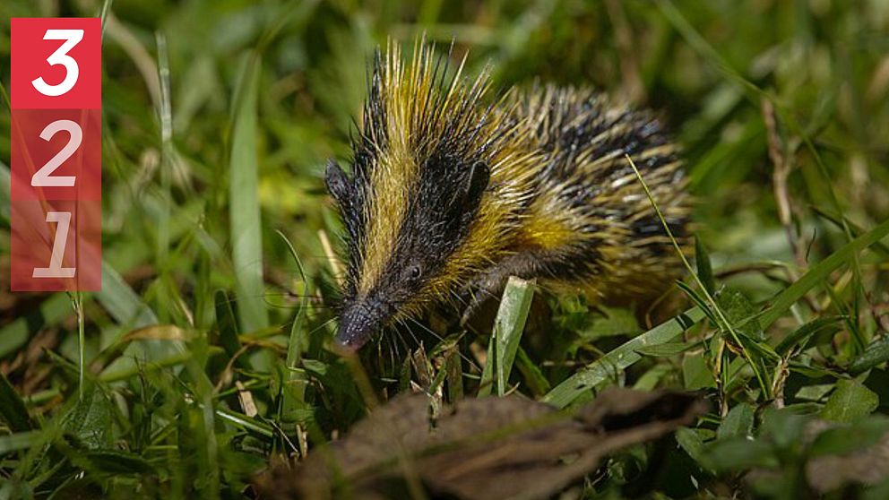 En liten gul och svart tenrec syns gå över gräs.