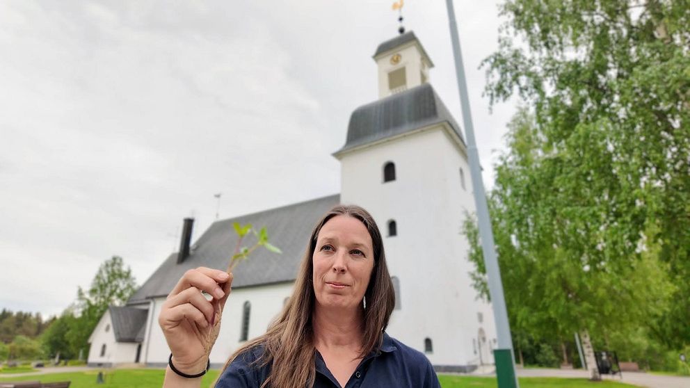 Länsttyrelsens samordnare av invasiva arter, Linda Backlun, håller i en jättebalsamin framför Kusmark kyrka.