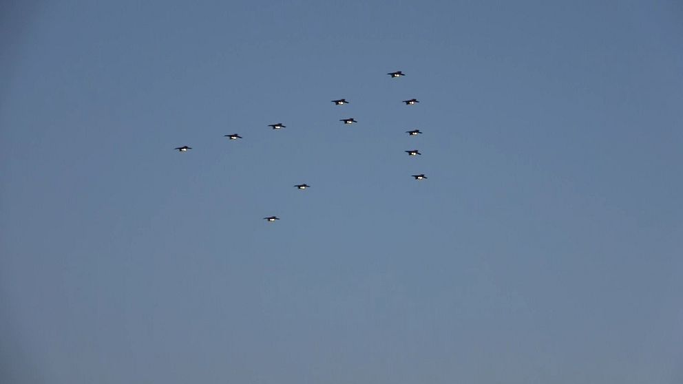 Julgransflygning