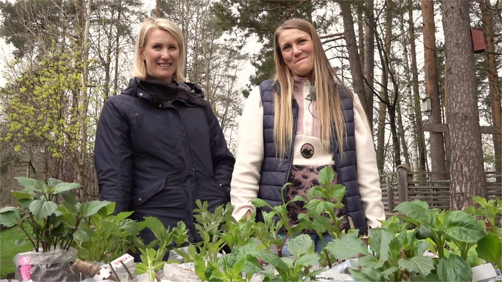Två personer står utomhus vid bord med dahliaplantor i en skogsdunge.