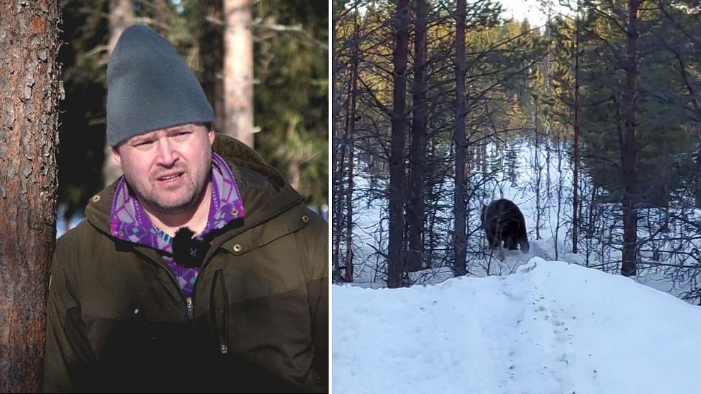 Se hur Jörgen Stenberg (t.v) skrämmer iväg björnen i renskogen.