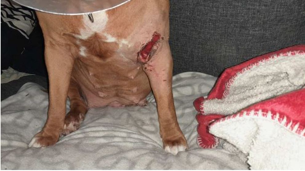 En sittande hund underkropp, där ett stort sår gapar öppet på ena frambenet.