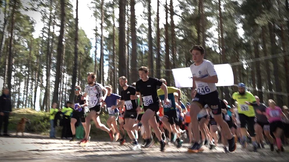 Cirka 140 deltagare startar i en löptävling på Andersön, i solig tallskog