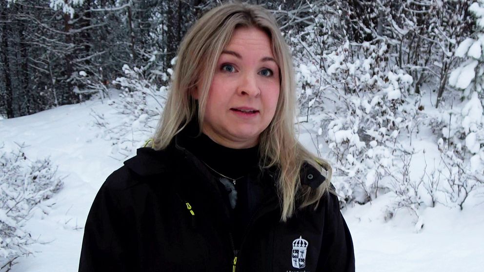 Rebecca Forsberg, vilthandläggare på Länsstyrelsen Norrbotten, intervjuas i en snöig skog