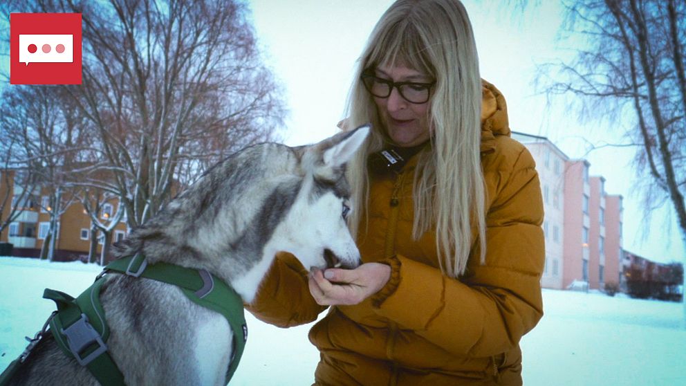 Hundpsykologen berättar hur hundar kan tränas för att inte bli rädda av smällarna på nyår.