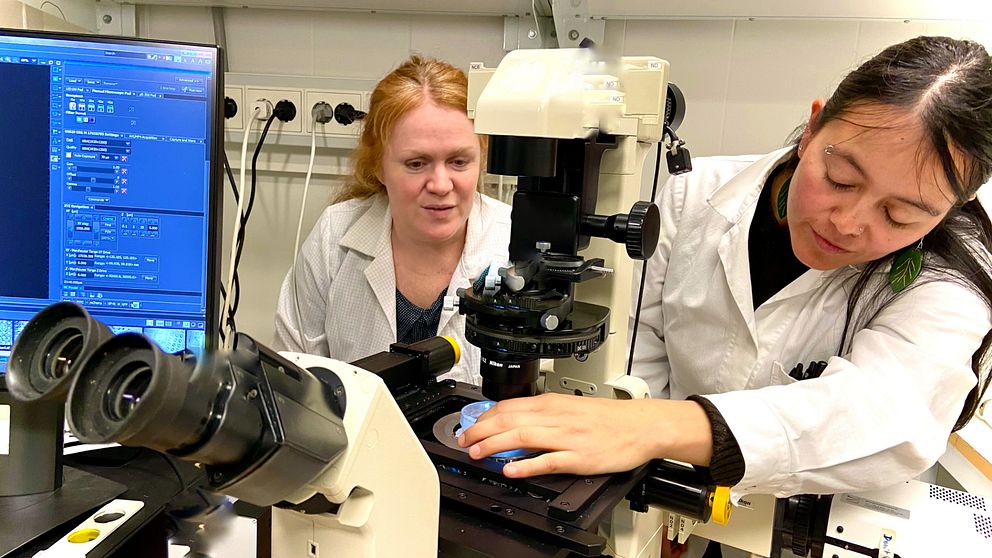 Edith Hammer och Micaela Mafla Endara ställer in mikroskopet för att fotografera svampens hyfer.