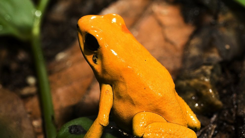 Bild på gyllene kokoigiftgroda, även känd som pilgiftsgroda med namnet Phyllobates terribilis, är den giftigaste alla pilgiftgrodor.