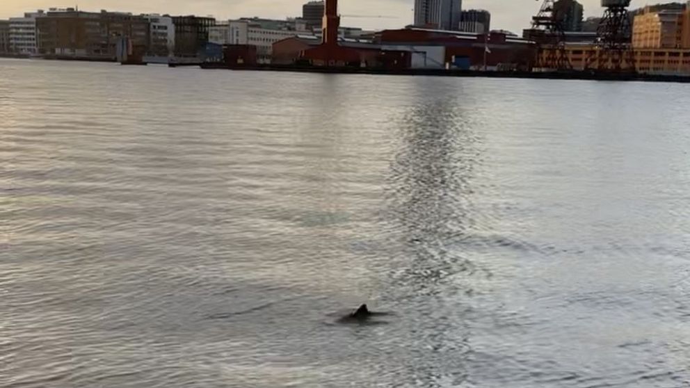 En tumlare sticker upp från vattenytan i älven i Göteborg.